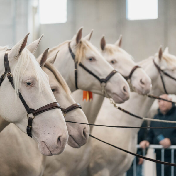 FIERACAVALLI PRESENTA IL MONDO EQUESTRE AL G7 AGRICOLTURA E PESCA DI ORTIGIA 